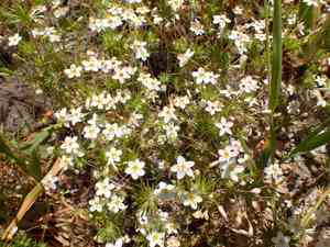 Variable linanthus(Leptosiphon parviflorus)