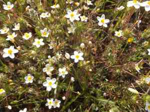 Variable linanthus(Leptosiphon parviflorus)