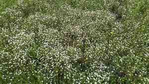 Variable linanthus(Leptosiphon parviflorus)