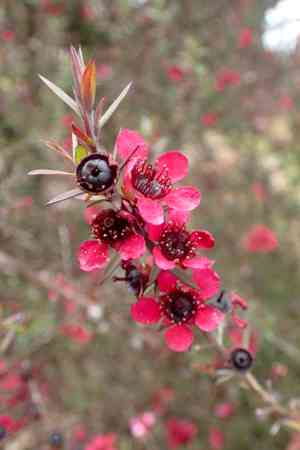Broom tea-tree(Leptospermum scoparium)