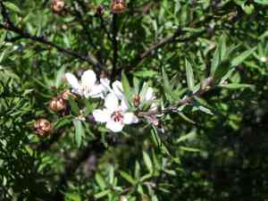 Broom tea-tree(Leptospermum scoparium)