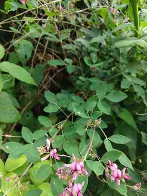 Shrub lespedeza(Lespedeza bicolor)