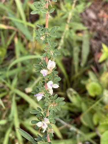 Sericea lespedeza(Lespedeza cuneata)