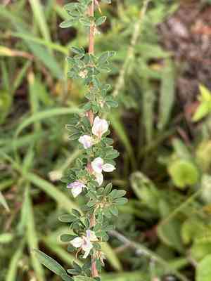 Sericea lespedeza(Lespedeza cuneata)