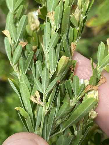 Sericea lespedeza(Lespedeza cuneata)