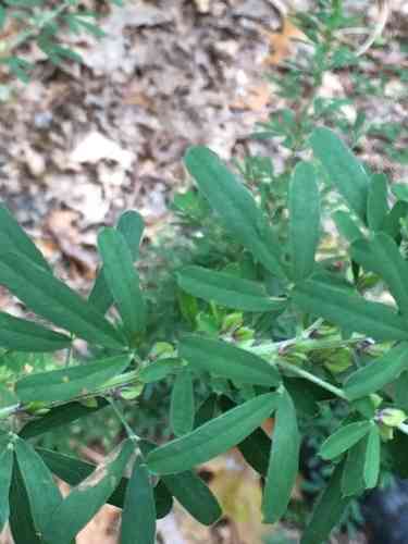 Sericea lespedeza(Lespedeza cuneata)