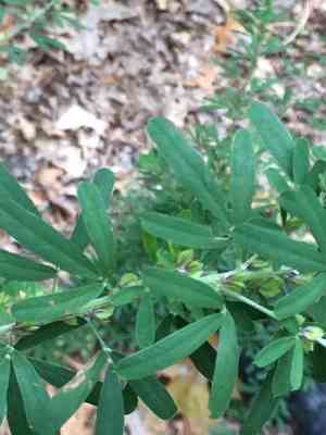 Sericea lespedeza(Lespedeza cuneata)