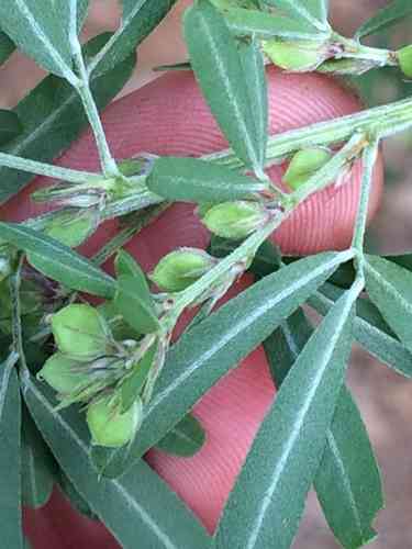 Sericea lespedeza(Lespedeza cuneata)