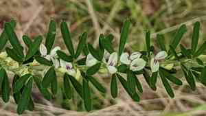 Sericea lespedeza(Lespedeza cuneata)