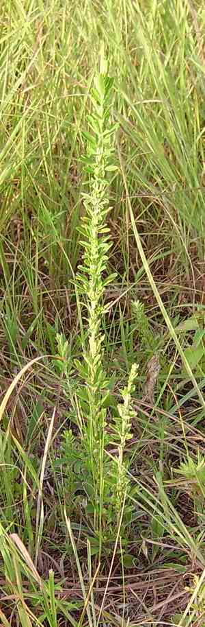 Sericea lespedeza(Lespedeza cuneata)