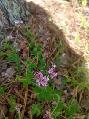 Trailing Bush Clover(Lespedeza procumbens)