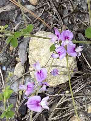 Trailing Bush Clover(Lespedeza procumbens)