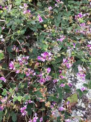 Trailing Bush Clover(Lespedeza procumbens)