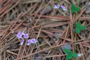 Trailing Bush Clover(Lespedeza procumbens)