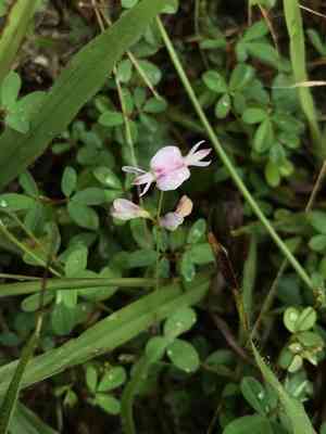 Creeping lespedeza(Lespedeza repens)