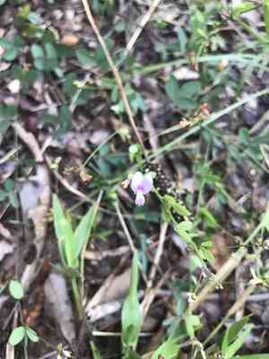 Creeping lespedeza(Lespedeza repens)