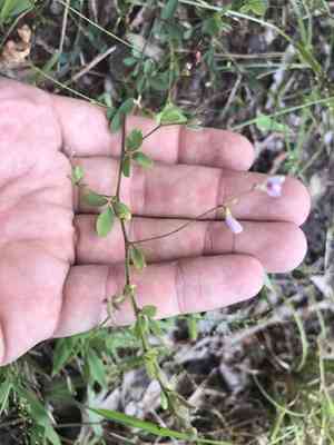 Creeping lespedeza(Lespedeza repens)