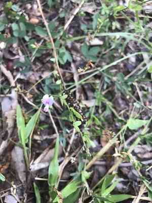 Creeping lespedeza(Lespedeza repens)