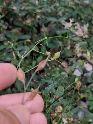 Texas lespedeza(Lespedeza texana)