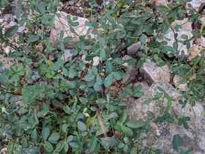 Texas lespedeza(Lespedeza texana)