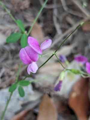 Texas lespedeza(Lespedeza texana)