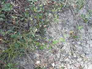 Texas lespedeza(Lespedeza texana)