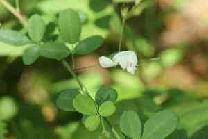 Wand lespedeza(Lespedeza virgata)