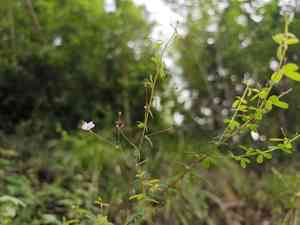 Wand lespedeza(Lespedeza virgata)