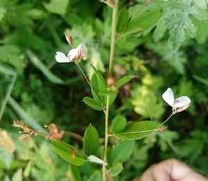Wand lespedeza(Lespedeza virgata)