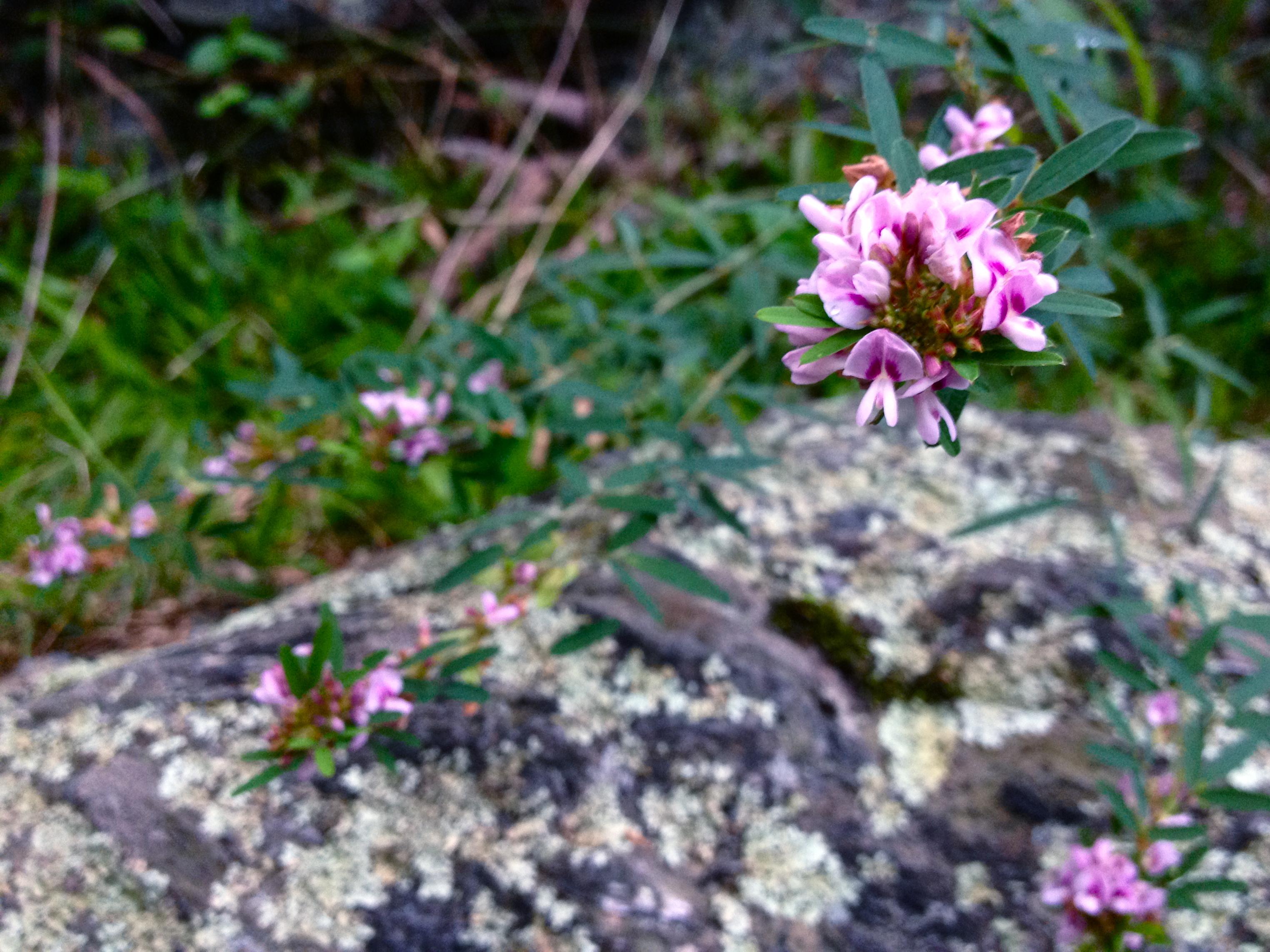 Lepedezza Slender Lespedeza (Lespedeza virginica) Care Guide: Pests, Diseases ...