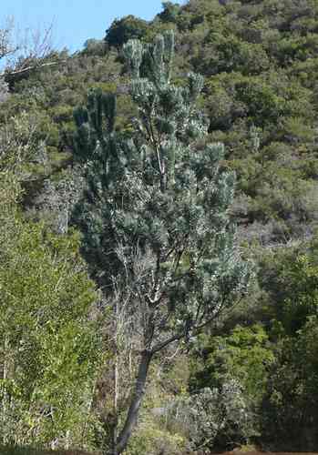 Silver leaf tree(Leucadendron argenteum)