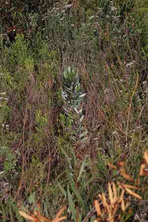 Silver leaf tree(Leucadendron argenteum)
