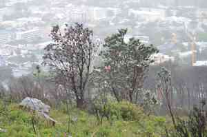Silver leaf tree(Leucadendron argenteum)