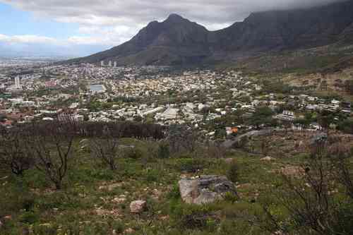Silver leaf tree(Leucadendron argenteum)