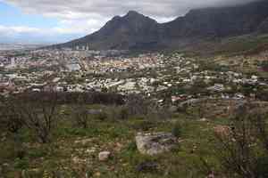Silver leaf tree(Leucadendron argenteum)