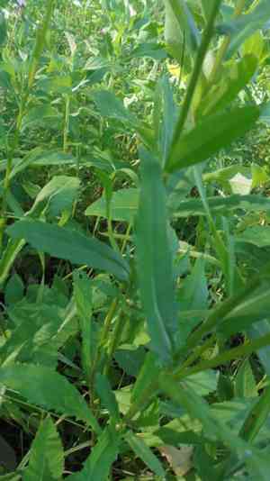 Oxeye daisy(Leucanthemum ircutianum)