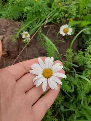 Oxeye daisy(Leucanthemum ircutianum)