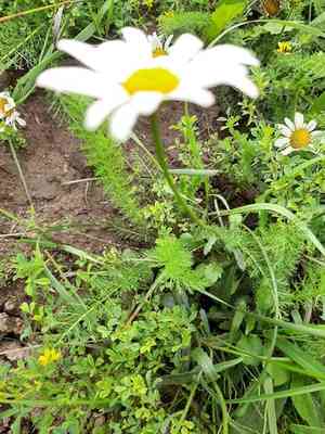 Oxeye daisy(Leucanthemum ircutianum)