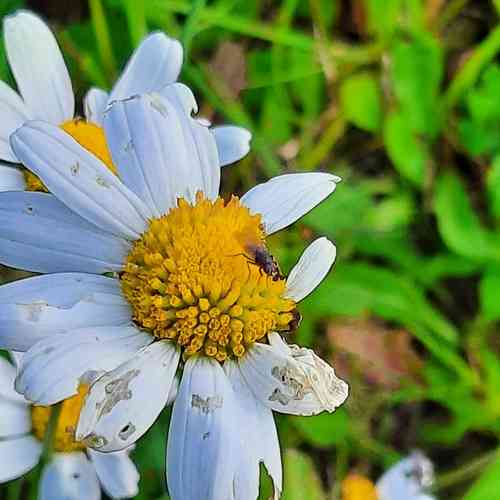 Oxeye daisy(Leucanthemum vulgare)