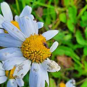 Oxeye daisy(Leucanthemum vulgare)