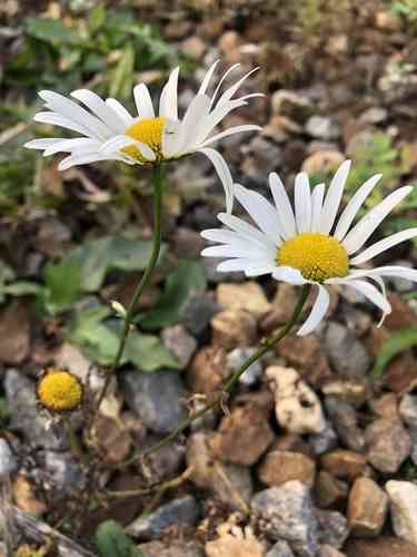 Oxeye daisy(Leucanthemum vulgare)