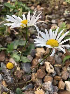 Oxeye daisy(Leucanthemum vulgare)