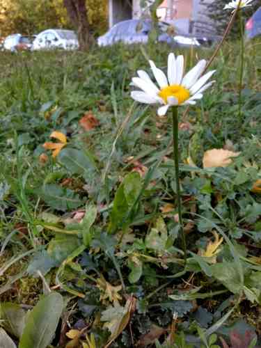 Oxeye daisy(Leucanthemum vulgare)