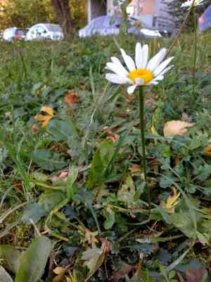 Oxeye daisy(Leucanthemum vulgare)