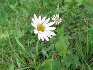Oxeye daisy(Leucanthemum vulgare)