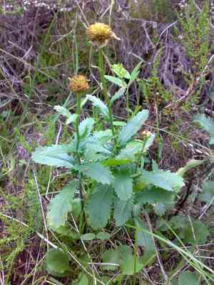 Oxeye daisy(Leucanthemum vulgare)