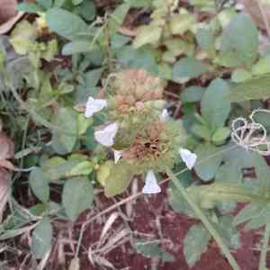 Leucas (Leucas)(Leucas)