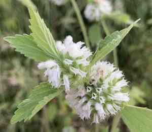 Leucas (Leucas)(Leucas)