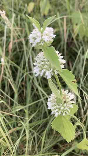 Leucas (Leucas)(Leucas)