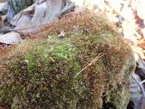 Low pincushion moss(Leucobryum albidum)
